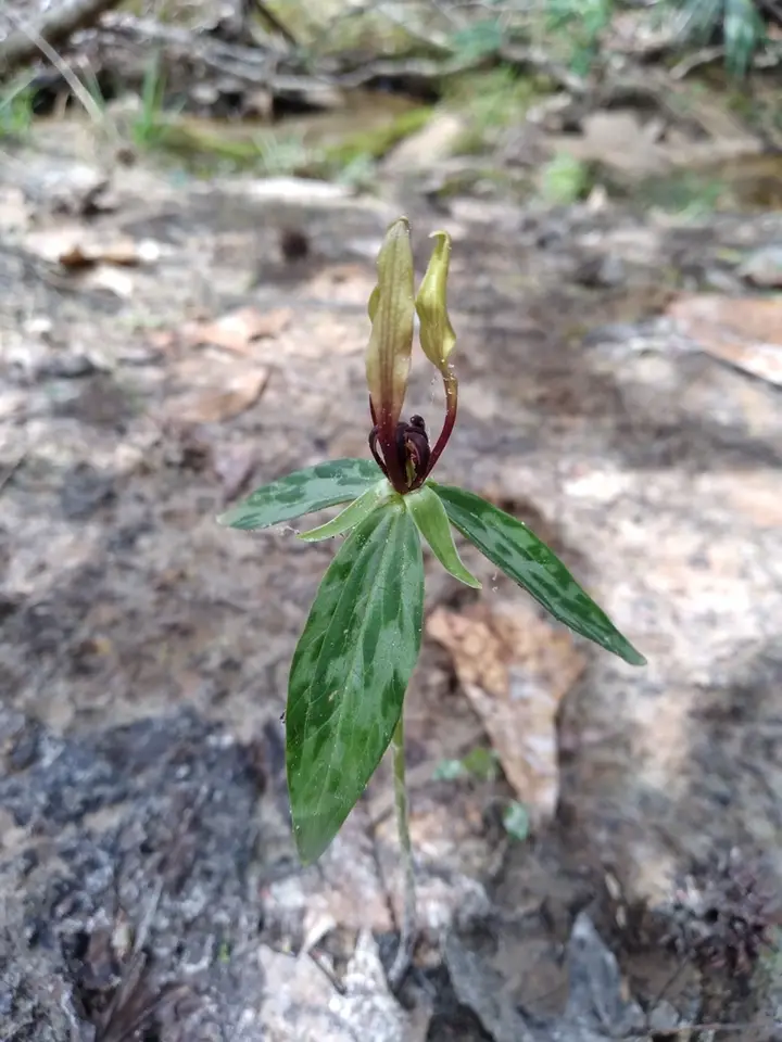 Lanceleaf Wakerobin (Trillium lancifolium)