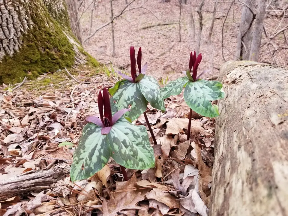 Spotted Wakerobin (Trillium maculatum)