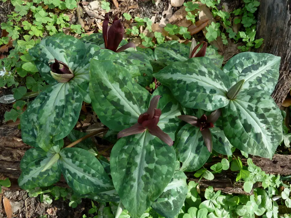 Underwood's Trillium (Trillium underwoodii)