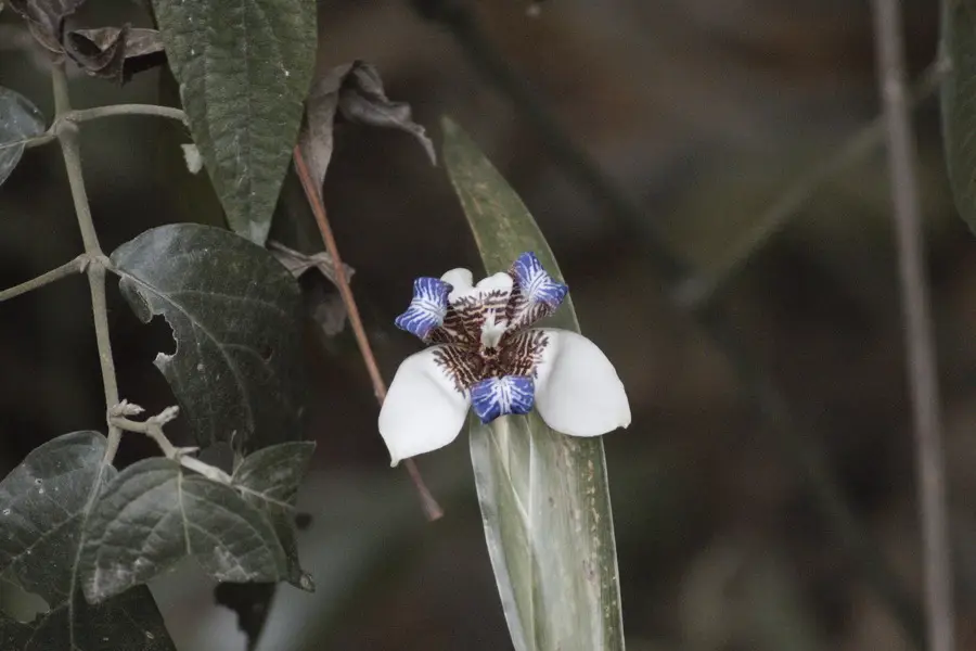 White Walking Iris (Trimezia candida)