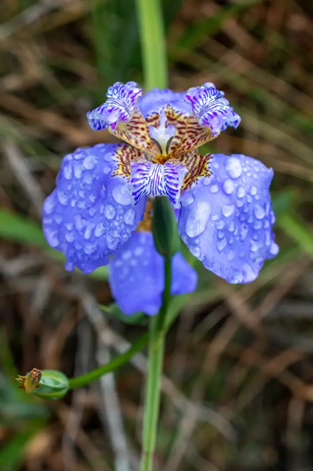 Trimezia coerulea (Trimezia coerulea)