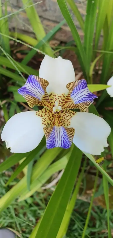 North's False Flag (Trimezia northiana)