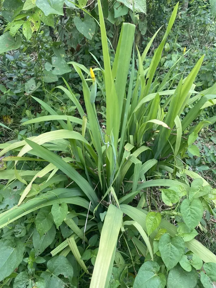 Yellow Walking Iris (Trimezia steyermarkii)