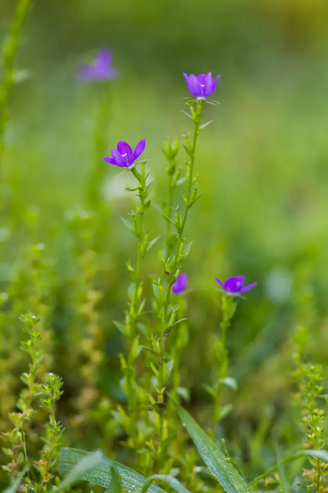 Venus's Looking-Glass (Triodanis biflora)