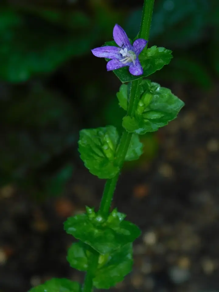 Clasping Venus's Looking Glass (Triodanis perfoliata)