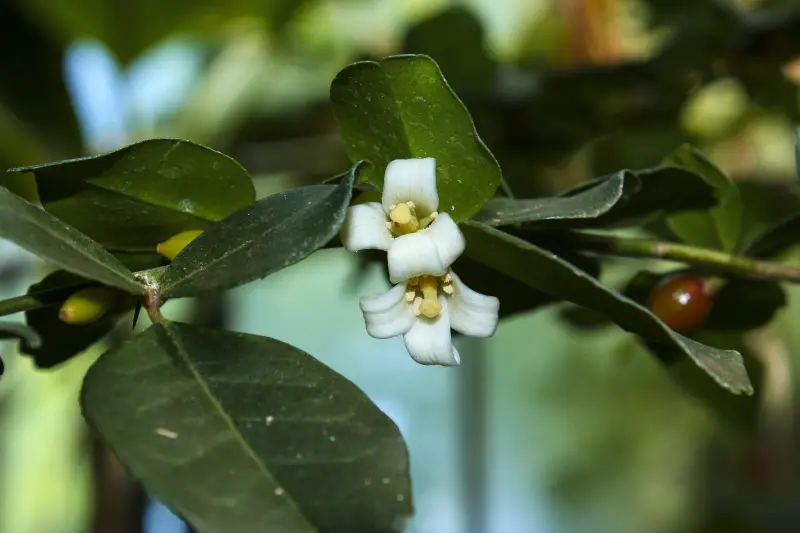Lemondichina (Triphasia trifolia)