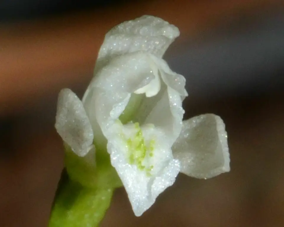 Broadleaf Noddingcaps (Triphora amazonica)
