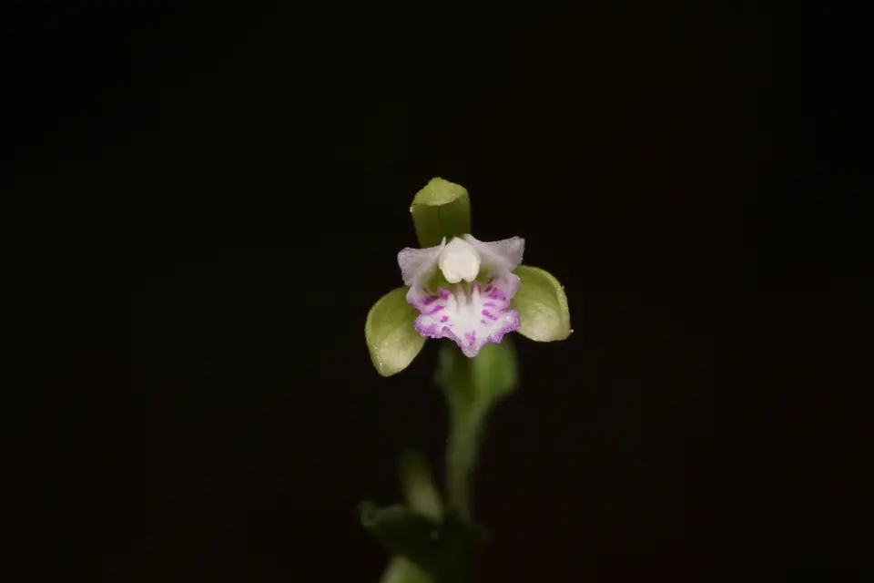 Craighead's Noddingcaps (Triphora craigheadii)
