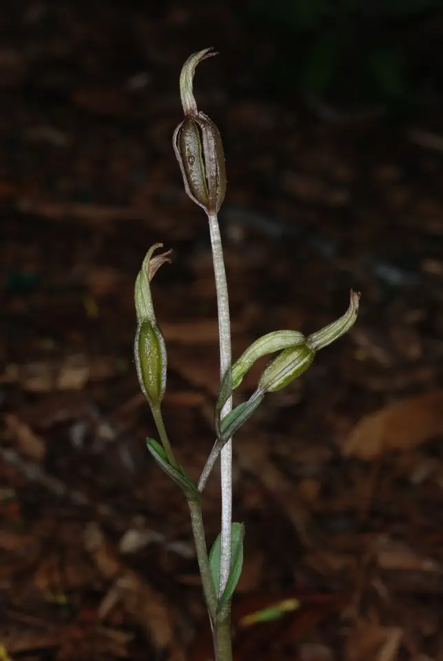 Gentian Noddingcaps (Triphora gentianoides)