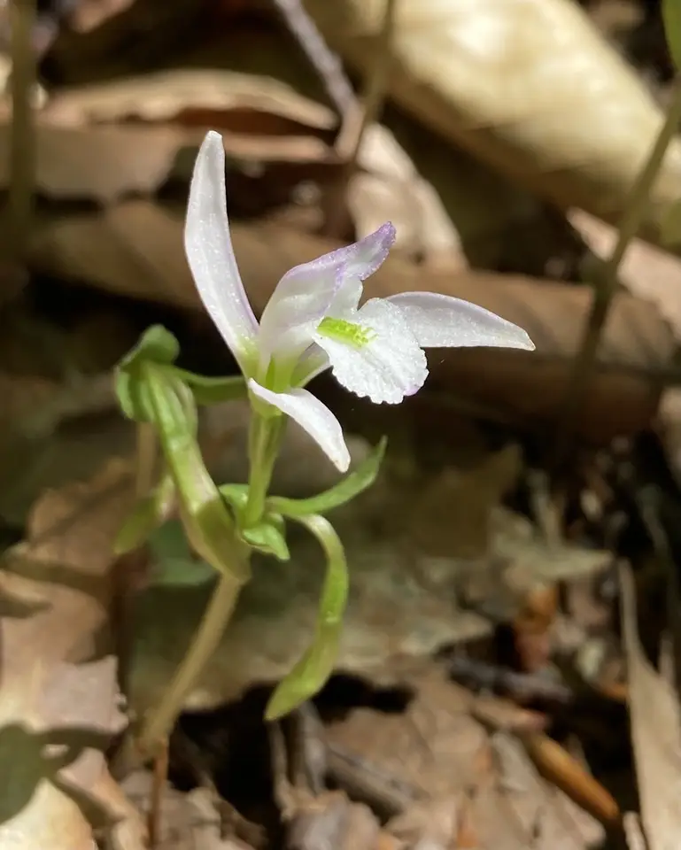 Three Birds Orchid (Triphora trianthophoros)
