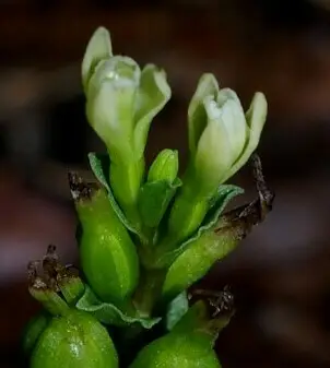 Yucatan Noddingcaps (Triphora yucatanensis)