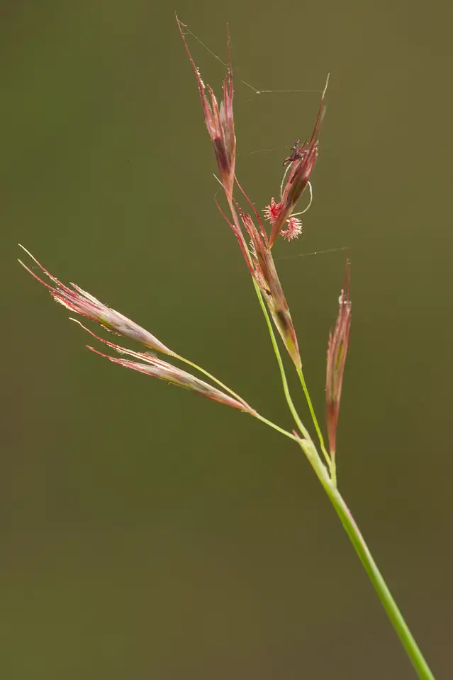 American Perennial Sandgrass (Triplasis americana)