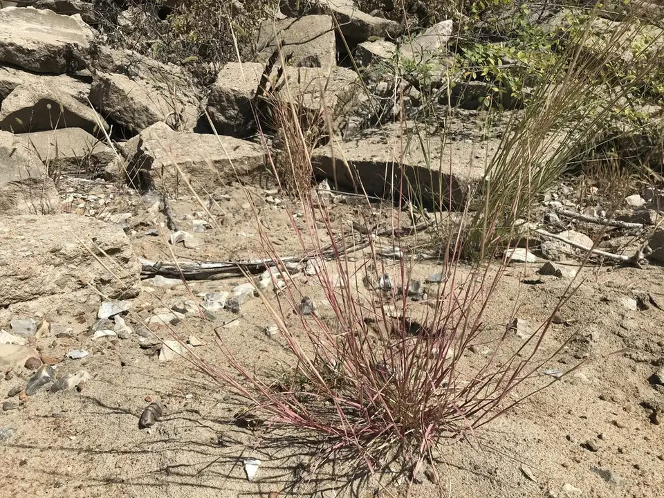 Purple Sandgrass (Triplasis purpurea)