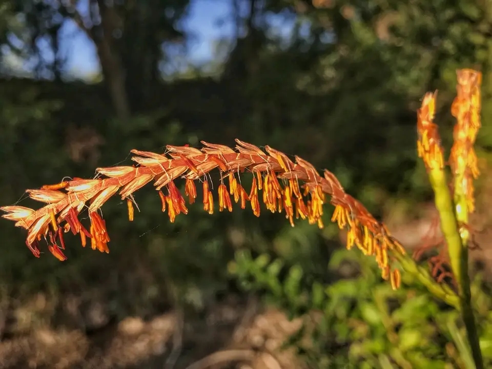 Fakahatchee Grass (Tripsacum dactyloides)
