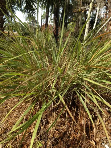 Florida Gamagrass (Tripsacum floridanum)