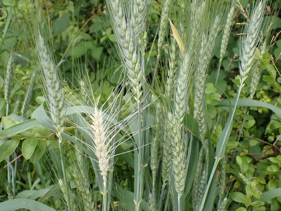 Bread Wheat (Triticum aestivum)