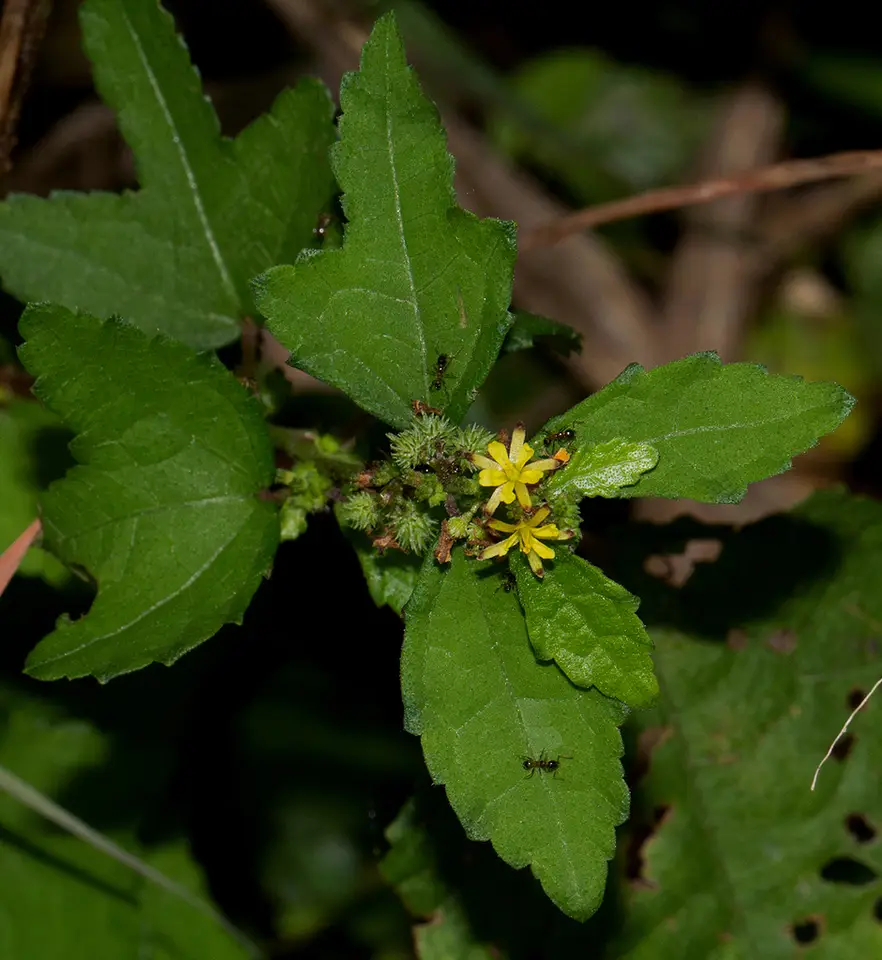 Fivestamen Burbark (Triumfetta pentandra)