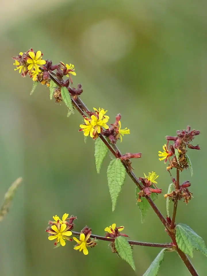 Chinese Bur (Triumfetta rhomboidea)