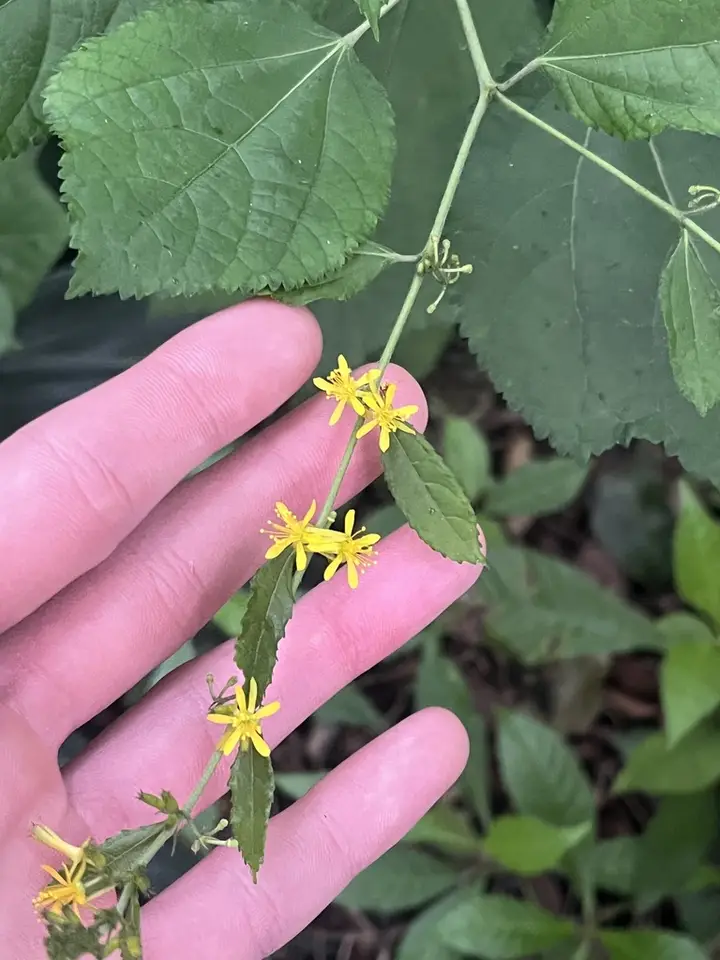 Sacramento Bur (Triumfetta semitriloba)