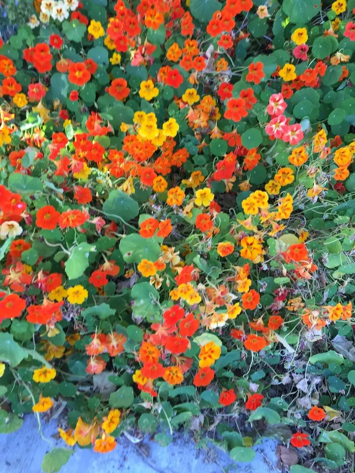 Garden Nasturtium (Tropaeolum majus)