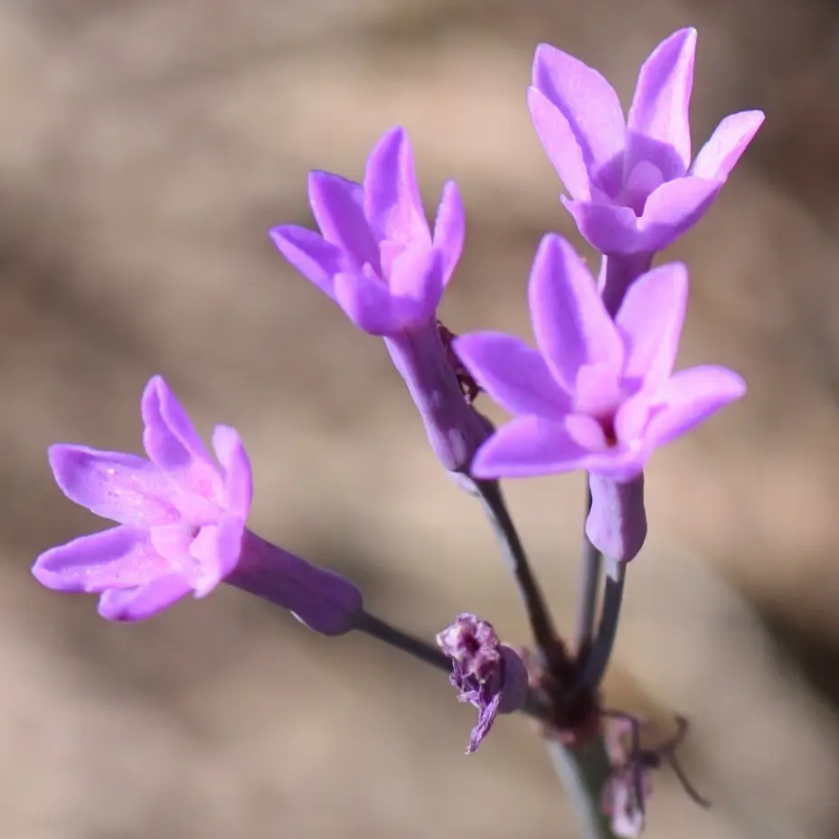 Society Garlic (Tulbaghia violacea)