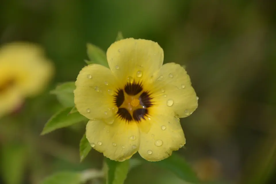Cuban Buttercup (Turnera subulata)