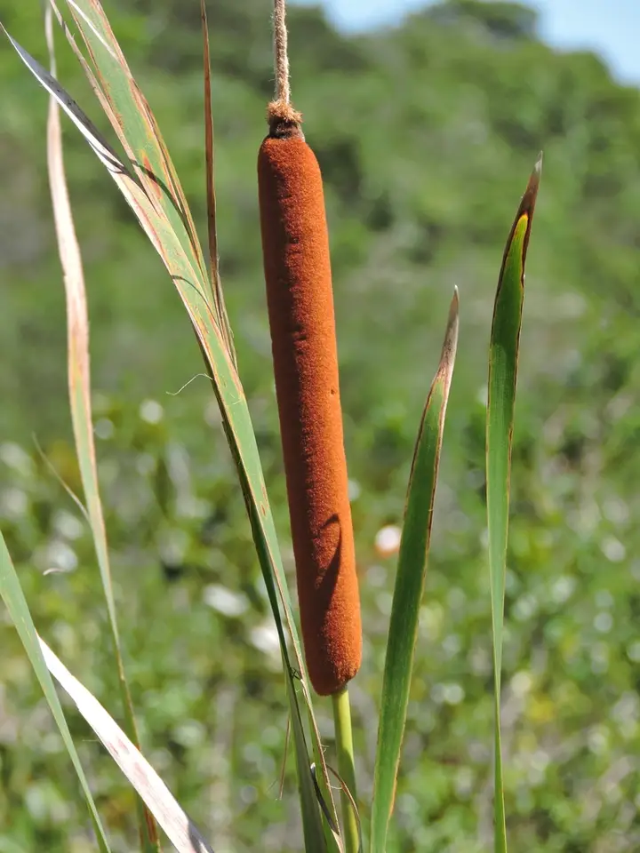 Southern Cattail (Typha domingensis)