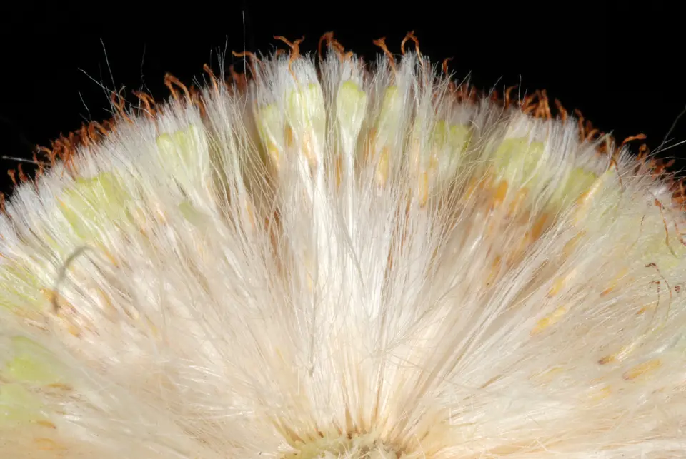 Broad-Leaved Cattail (Typha latifolia)