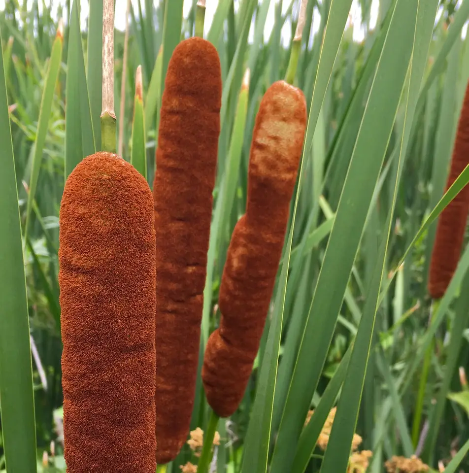 Hybrid Cattail (Typha × glauca)