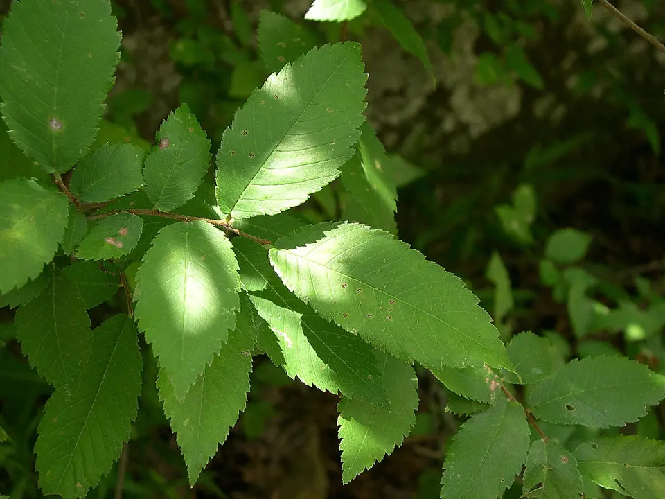 Winged Elm (Ulmus alata)
