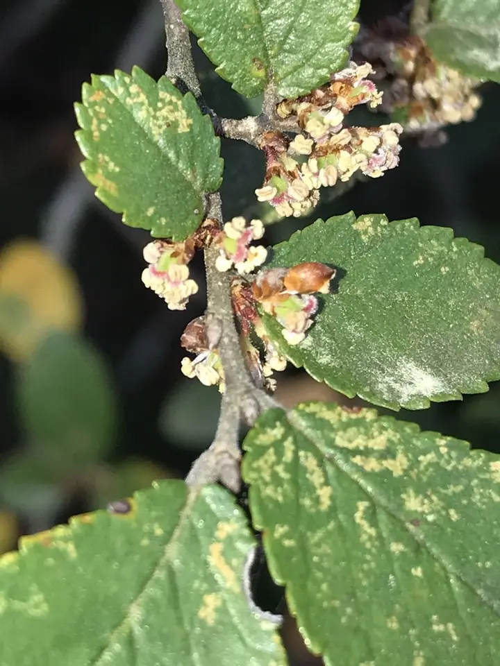 Cedar Elm (Ulmus crassifolia)