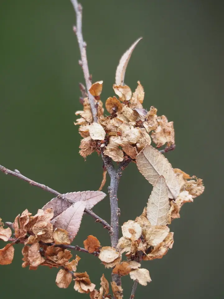 Chinese Elm (Ulmus parvifolia)