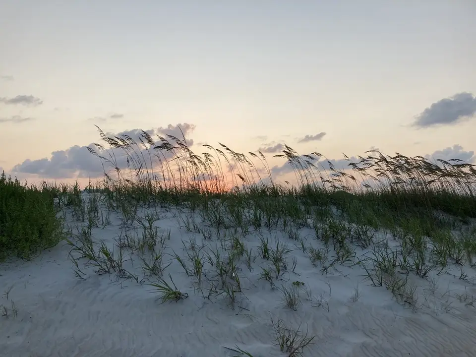 Sea Oats (Uniola paniculata)