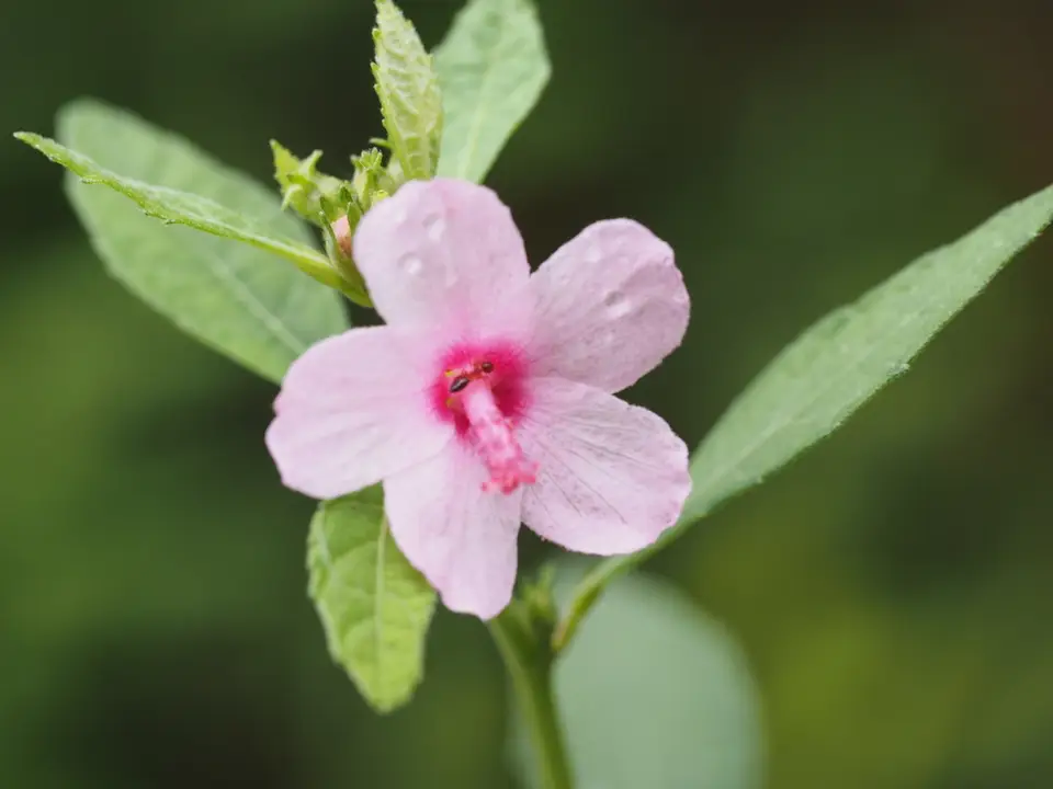Caesar Weed (Urena lobata)