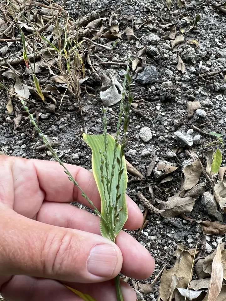 Thick Ditch Crowngrass (Urochloa adspersa)