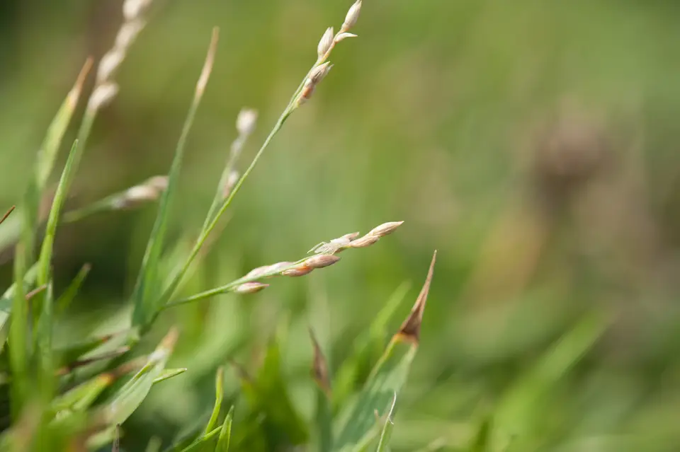 Green Summer Grass (Urochloa distachyos)