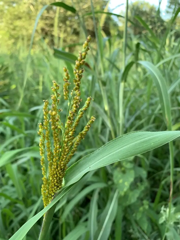 Browntop Signalgrass (Urochloa fusca)