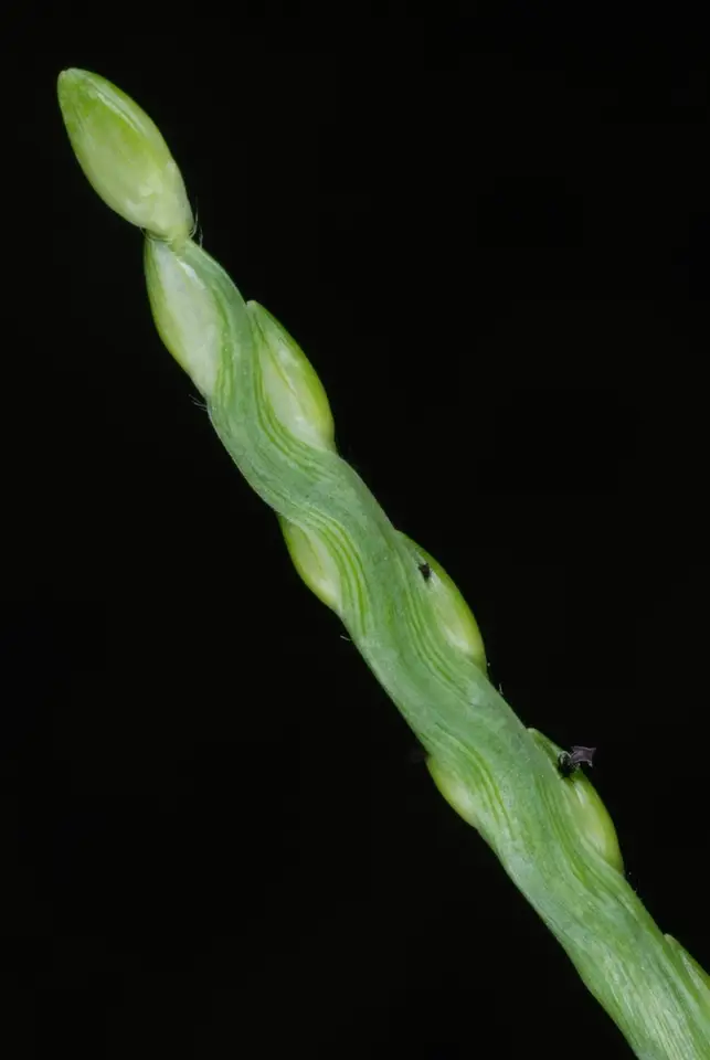 Broadleaf Signalgrass (Urochloa platyphylla)