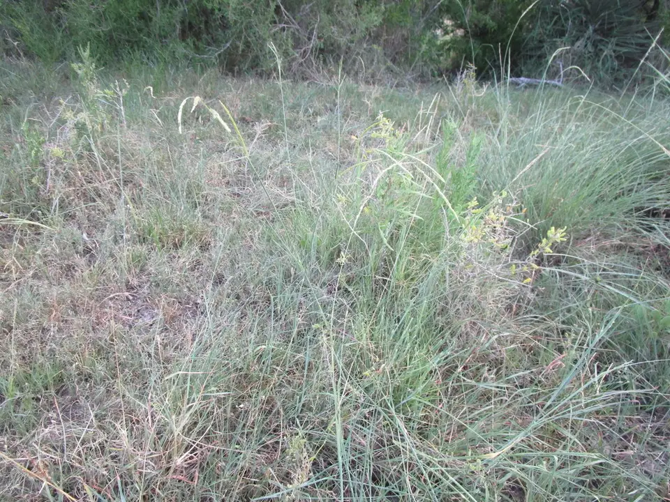 Urochloa polystachya (Urochloa polystachya)