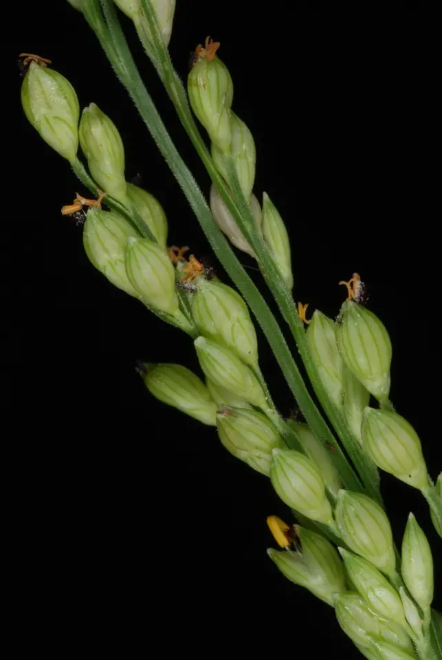 Browntop Millet (Urochloa ramosa)