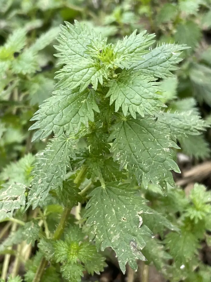 Dwarf Nettle (Urtica urens)