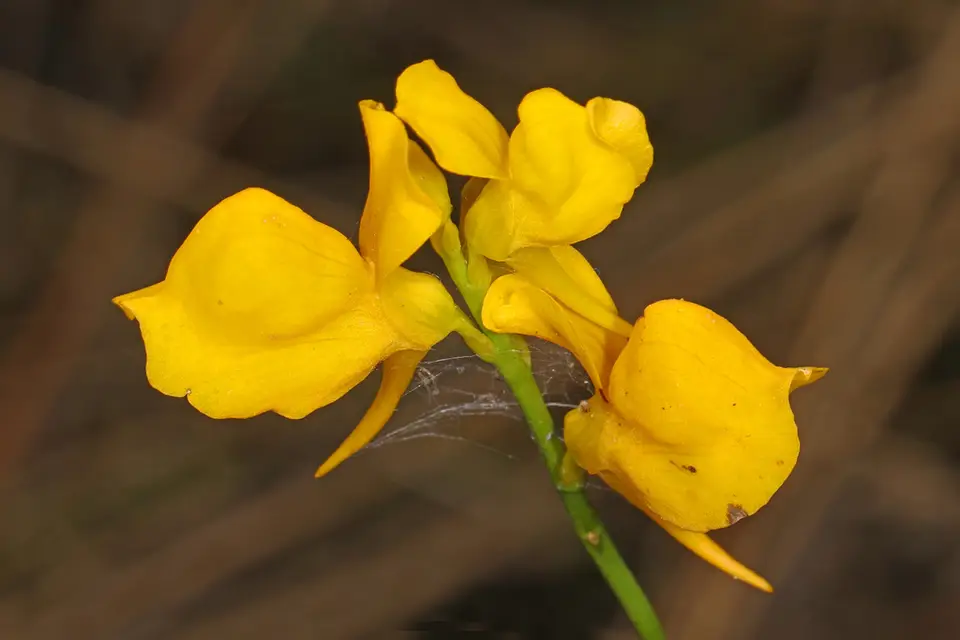Horned Bladderwort (Utricularia cornuta)