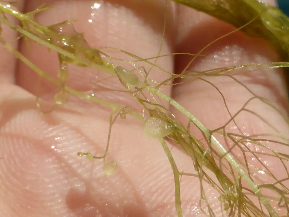 Florida Yellow Bladderwort (Utricularia floridana)