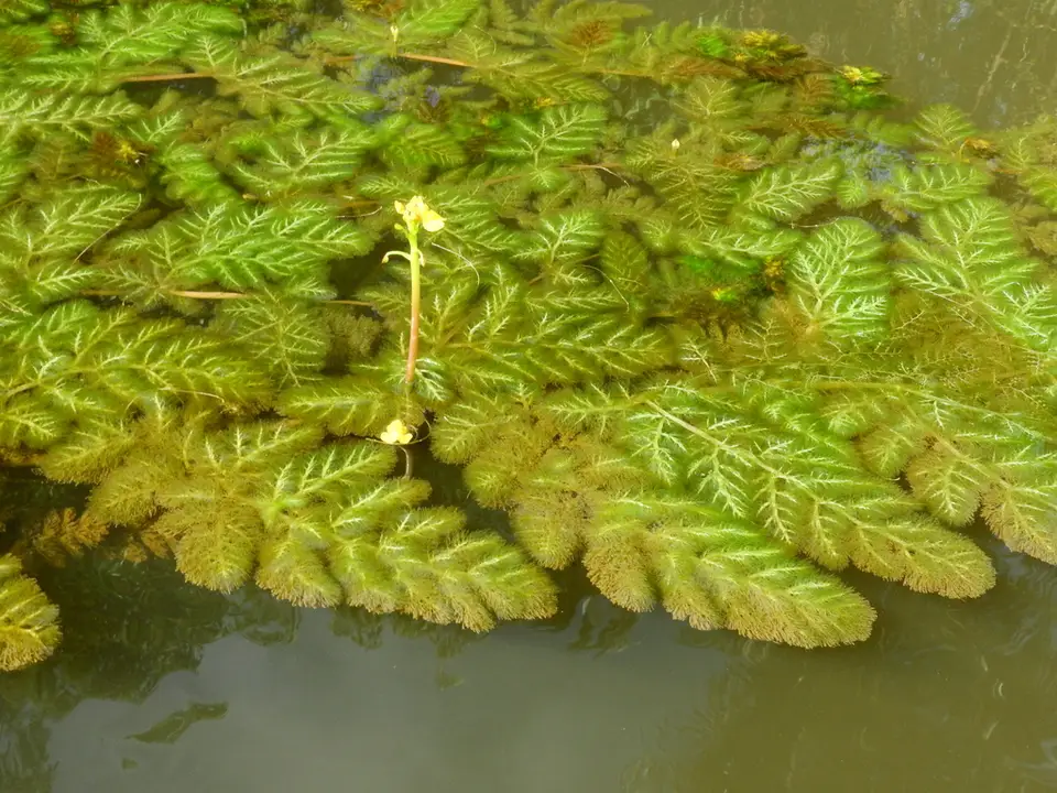 Leafy Bladderwort (Utricularia foliosa)