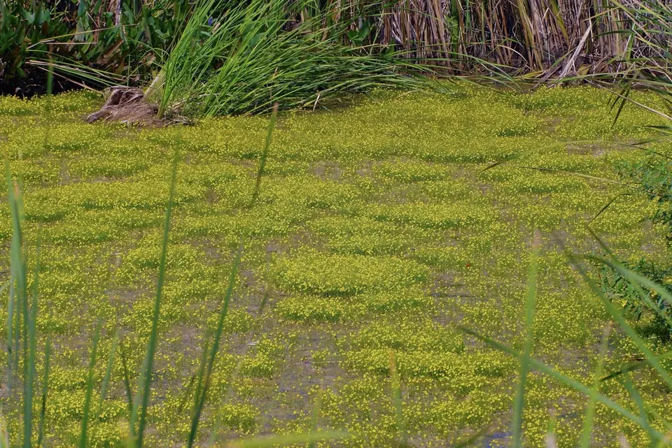Humped Bladderwort (Utricularia gibba)