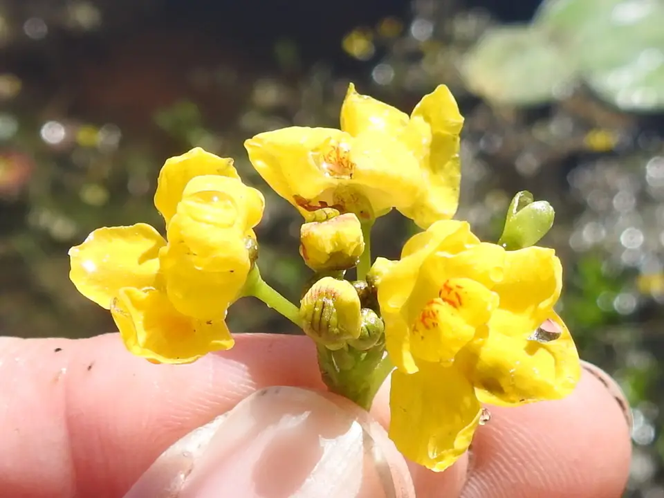 Swollen Bladderwort (Utricularia inflata)