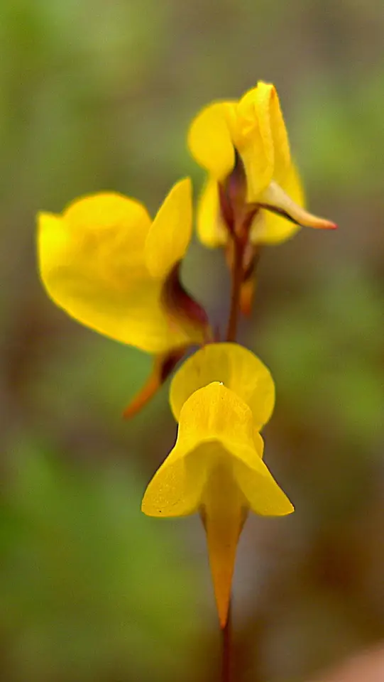 Rush Bladderwort (Utricularia juncea)