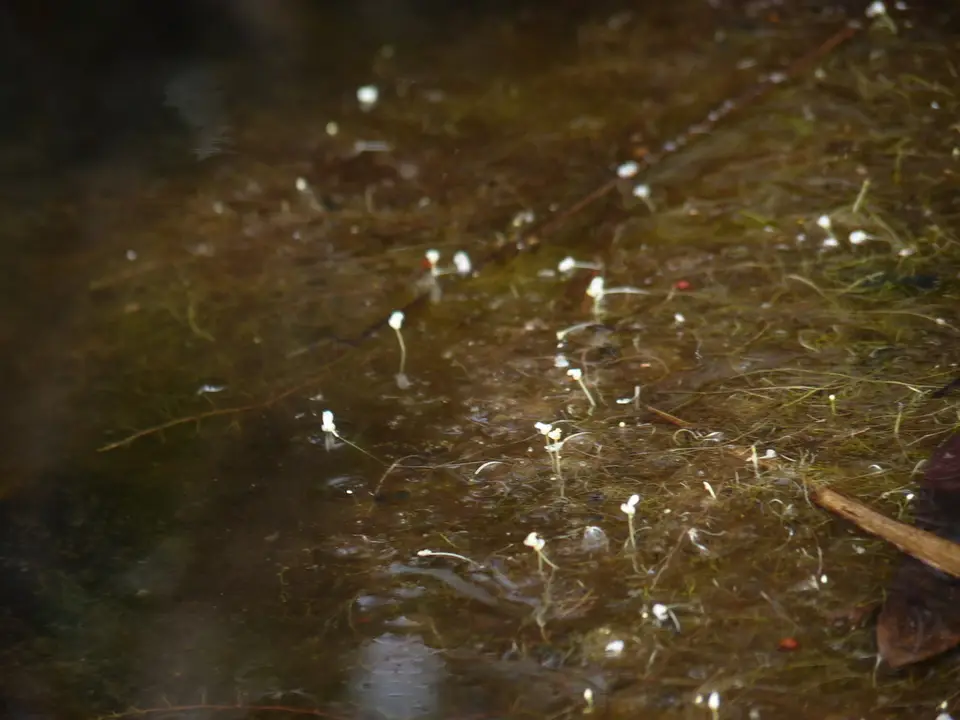 Dwarf Bladderwort (Utricularia olivacea)