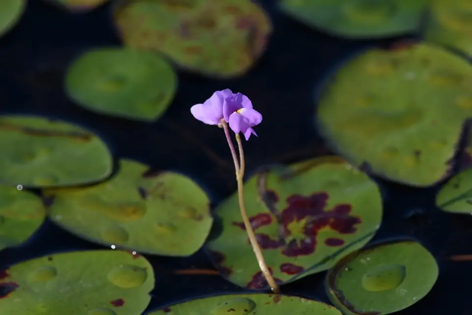 Purple Bladderwort (Utricularia purpurea)