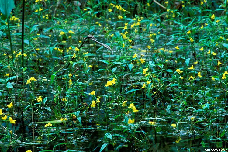 Small Swollen Bladderwort (Utricularia radiata)